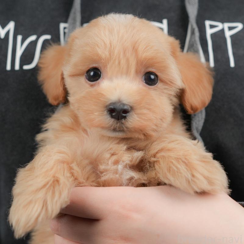 販売中の群馬県のマルプー:マルチーズ×トイプードル-437601