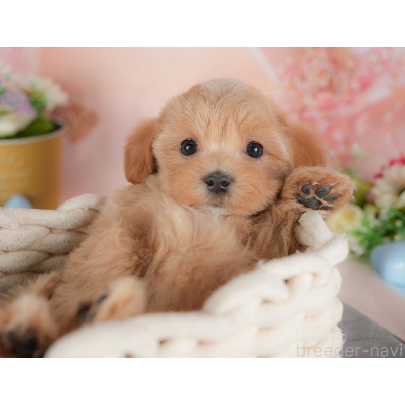 販売中の群馬県のマルプー:マルチーズ×トイプードル-437601の9枚目