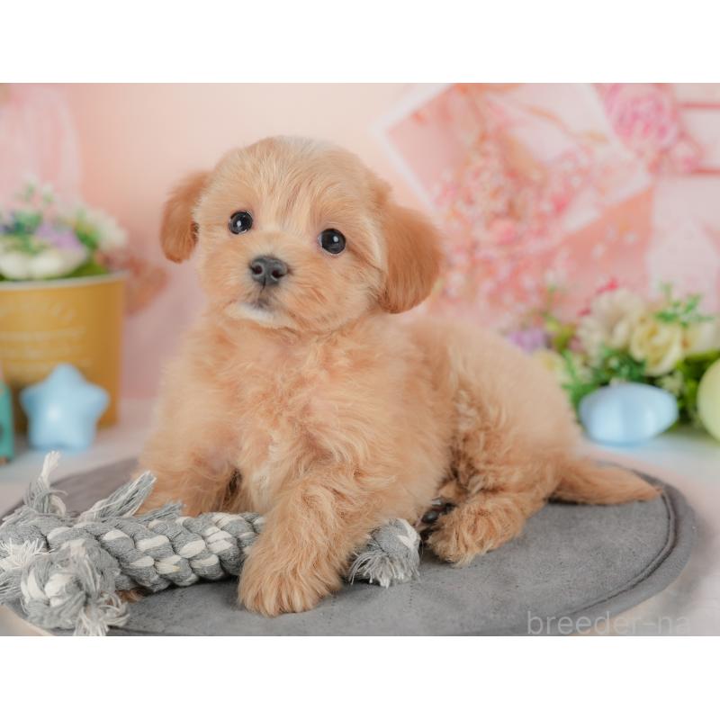 販売中の群馬県のマルプー:マルチーズ×トイプードル-437601の7枚目