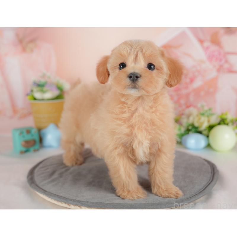 販売中の群馬県のマルプー:マルチーズ×トイプードル-437601の6枚目