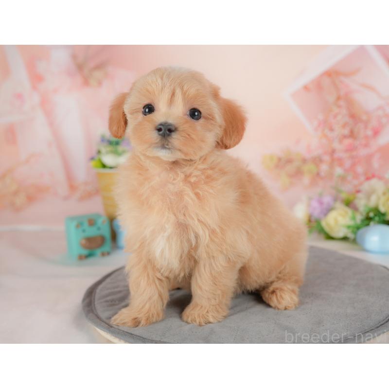 販売中の群馬県のマルプー:マルチーズ×トイプードル-437601の5枚目