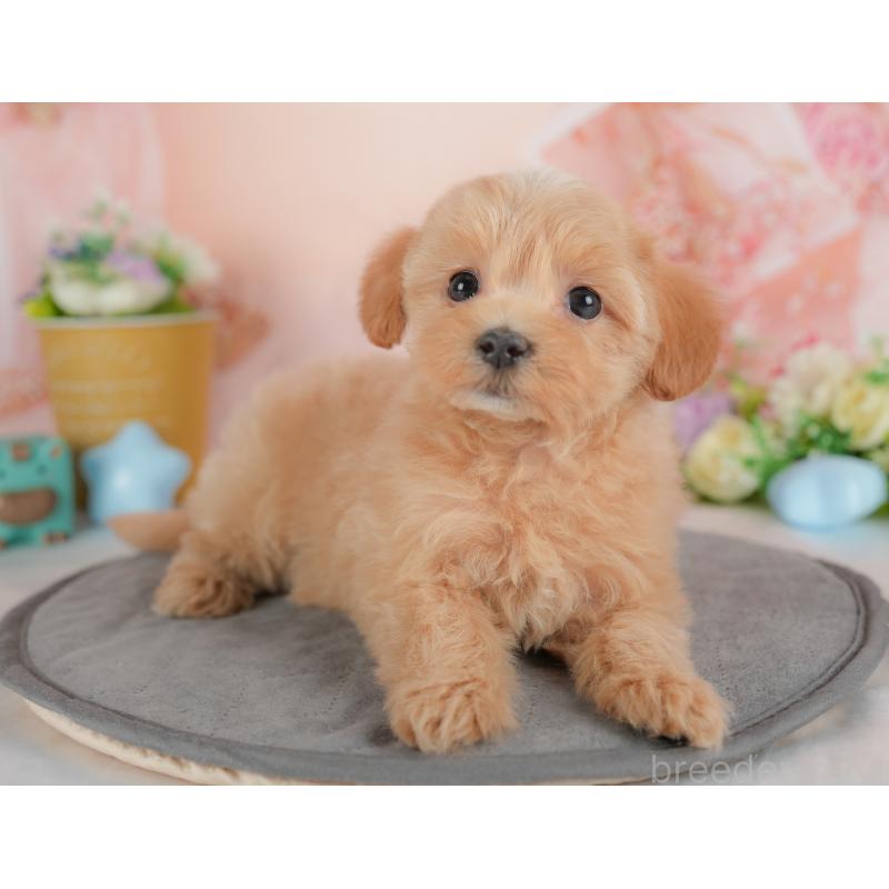 販売中の群馬県のマルプー:マルチーズ×トイプードル-437601の4枚目