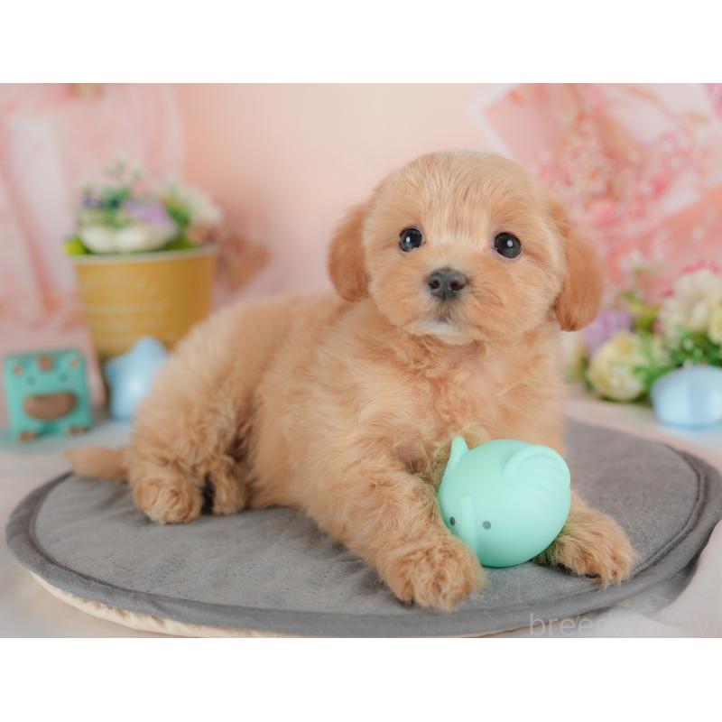 販売中の群馬県のマルプー:マルチーズ×トイプードル-437601の3枚目