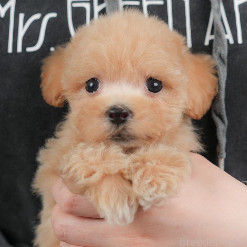 販売中の群馬県のマルプー:マルチーズ×トイプードル-437597