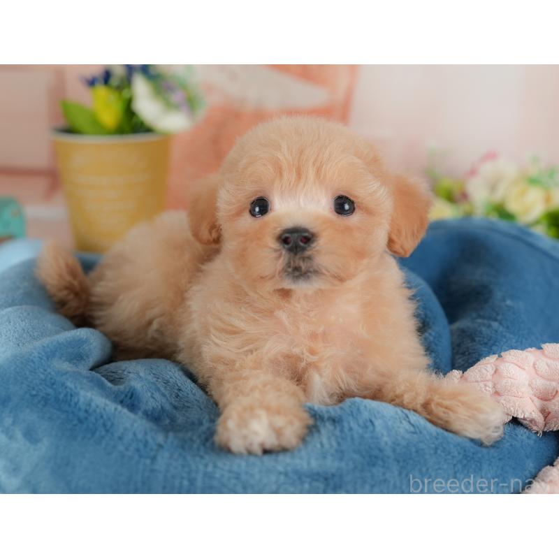 販売中の群馬県のマルプー:マルチーズ×トイプードル-437597の5枚目