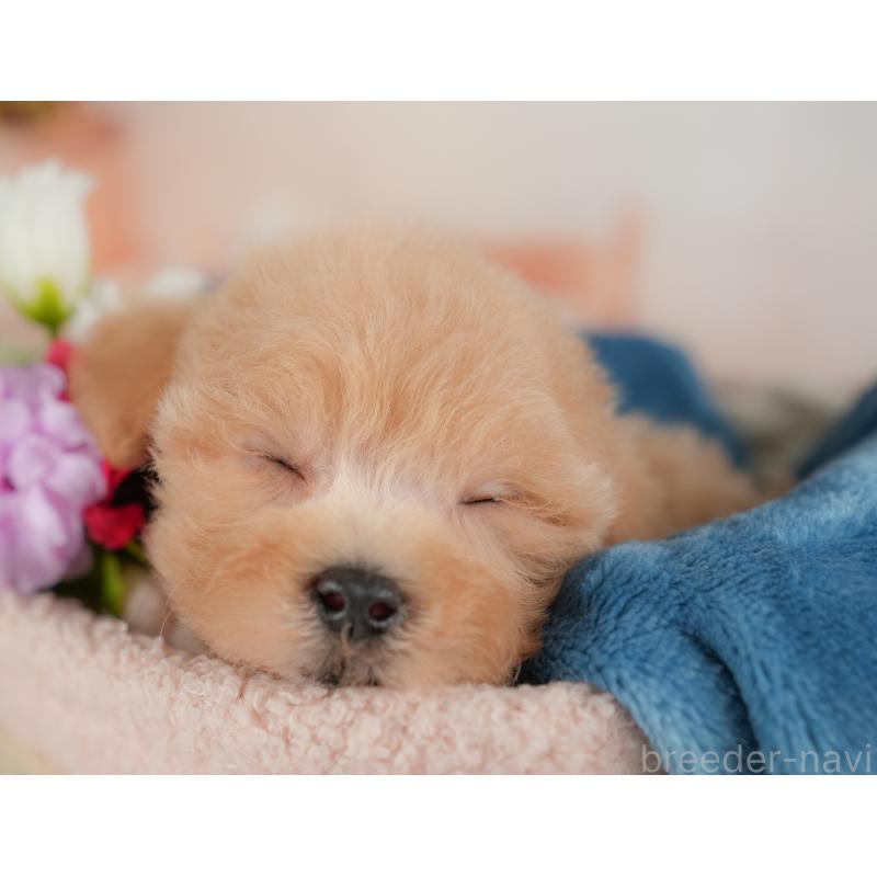 販売中の群馬県のマルプー:マルチーズ×トイプードル-437597の4枚目