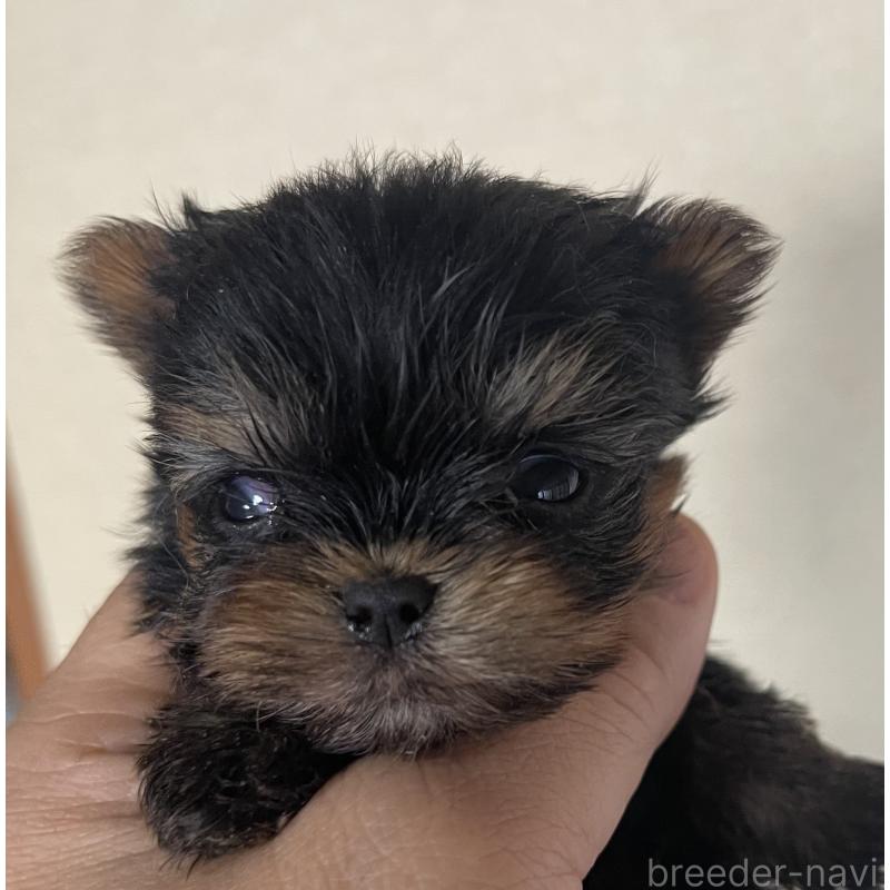 販売中の岡山県のヨークシャーテリア-431171