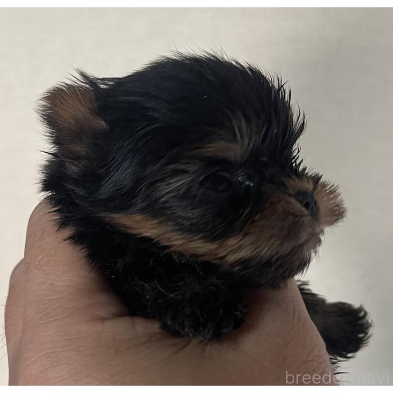 販売中の岡山県のヨークシャーテリア-431171の3枚目