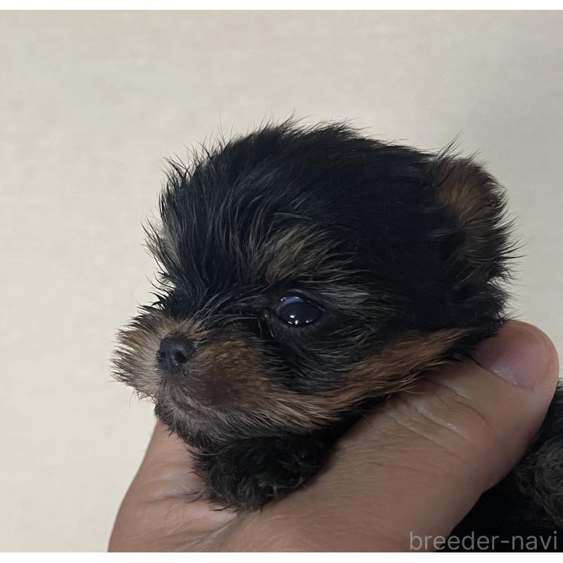 販売中の岡山県のヨークシャーテリア-431171の2枚目