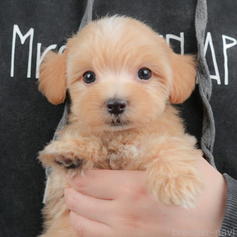 販売中の群馬県のマルプー:マルチーズ×トイプードル-437595