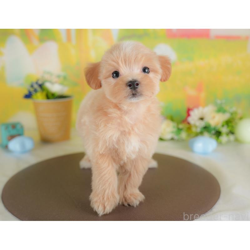 販売中の群馬県のマルプー:マルチーズ×トイプードル-437595の7枚目