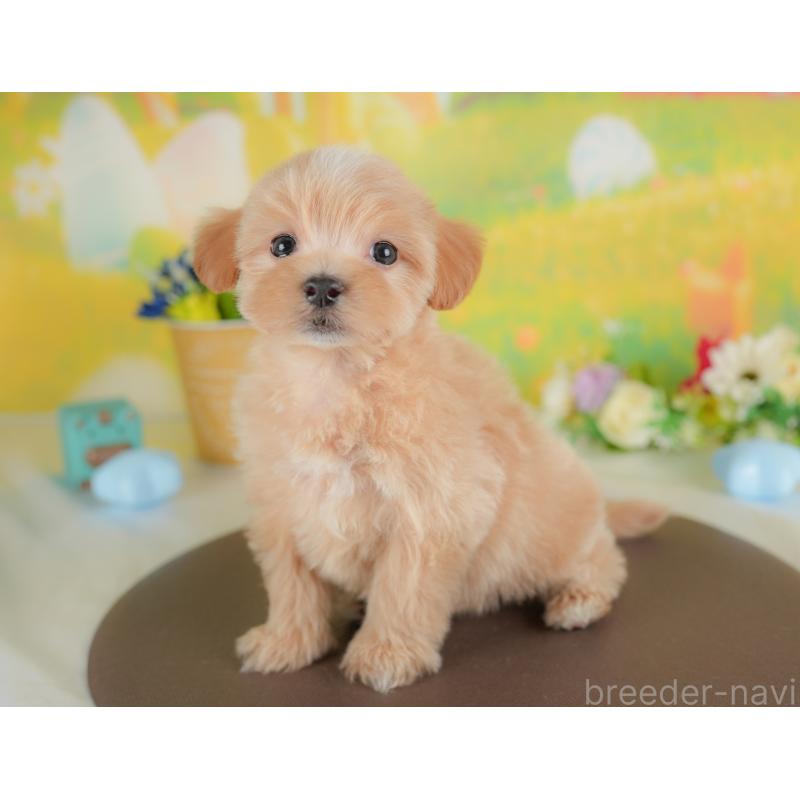 販売中の群馬県のマルプー:マルチーズ×トイプードル-437595の5枚目