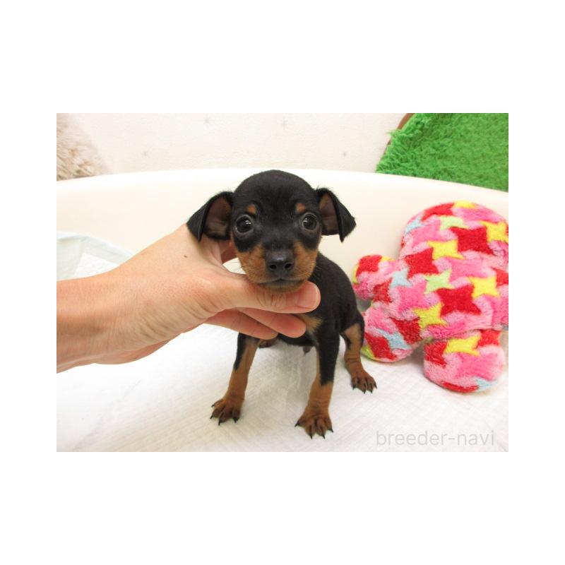 販売中の大阪府のミニチュアピンシャー(ミニピン)-437272