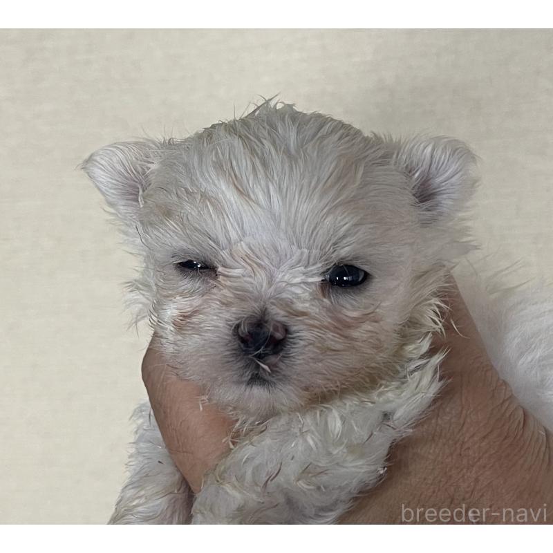 販売中の岡山県のマルチーズ-430374