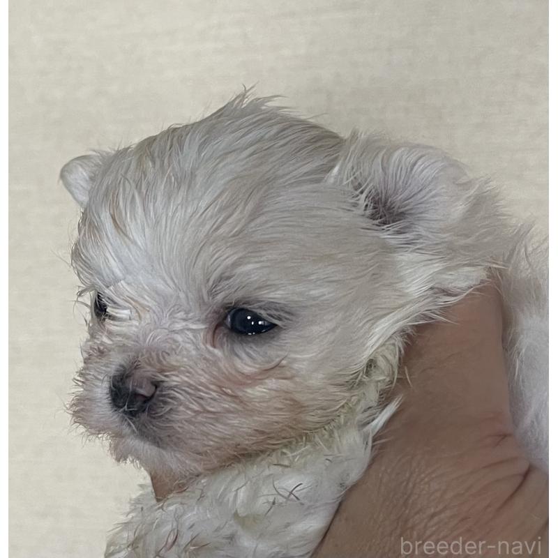 販売中の岡山県のマルチーズ-430374の3枚目