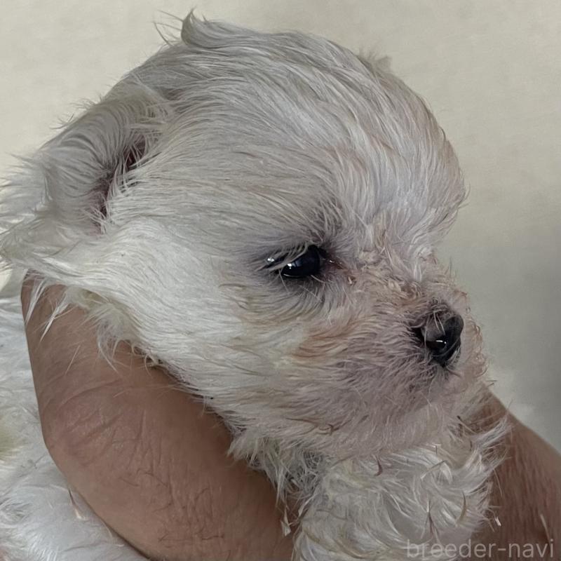 販売中の岡山県のマルチーズ-430374の2枚目