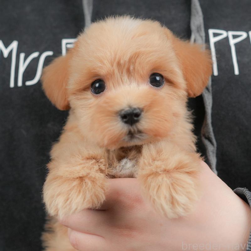 販売中の群馬県のマルプー:マルチーズ×トイプードル-437592