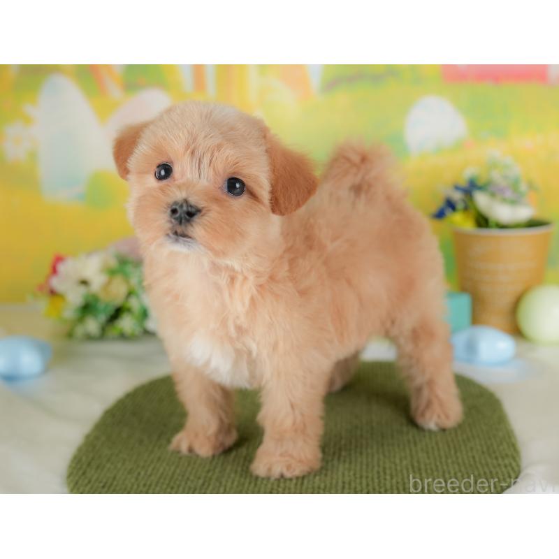 販売中の群馬県のマルプー:マルチーズ×トイプードル-437592の9枚目