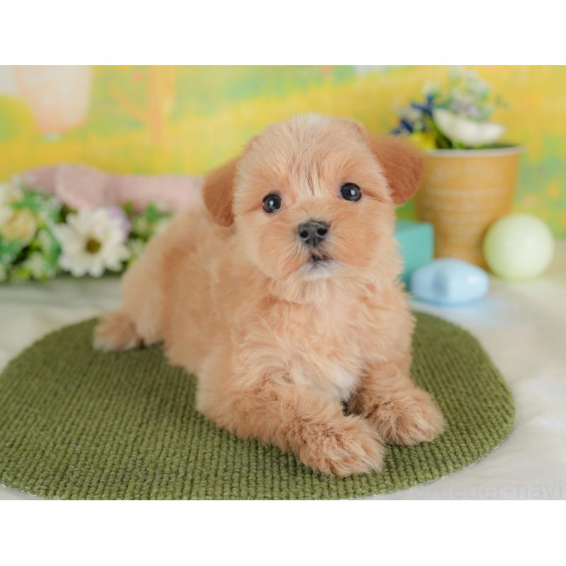 販売中の群馬県のマルプー:マルチーズ×トイプードル-437592の7枚目