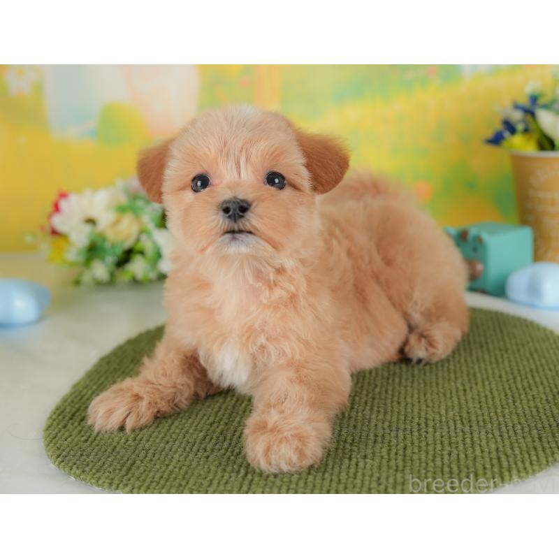 販売中の群馬県のマルプー:マルチーズ×トイプードル-437592の6枚目