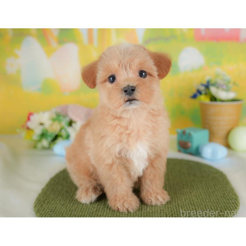 販売中の群馬県のマルプー:マルチーズ×トイプードル-437592の5枚目