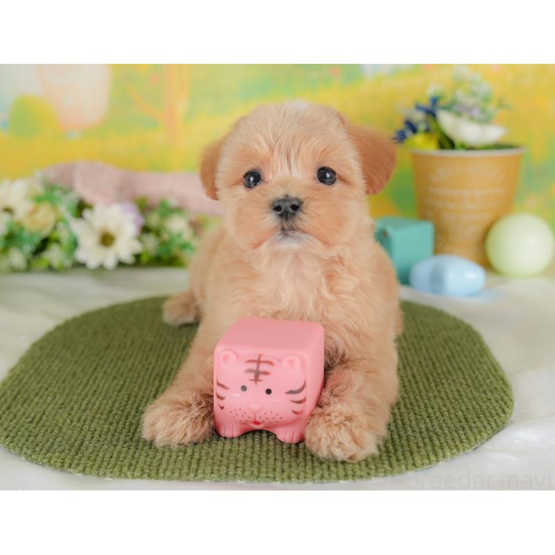 販売中の群馬県のマルプー:マルチーズ×トイプードル-437592の4枚目