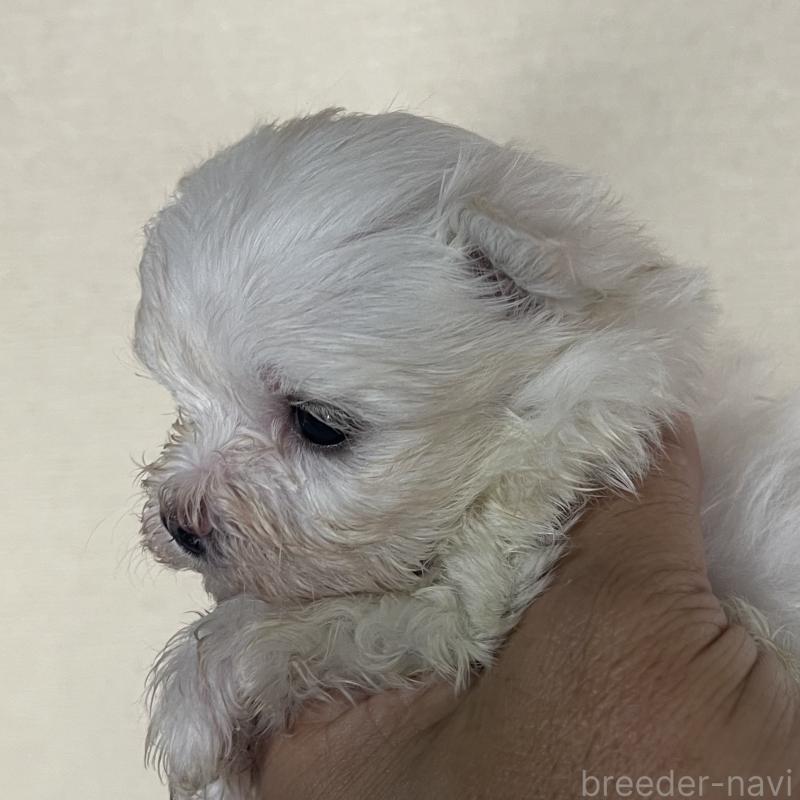 販売中の岡山県のマルチーズ-430378の3枚目