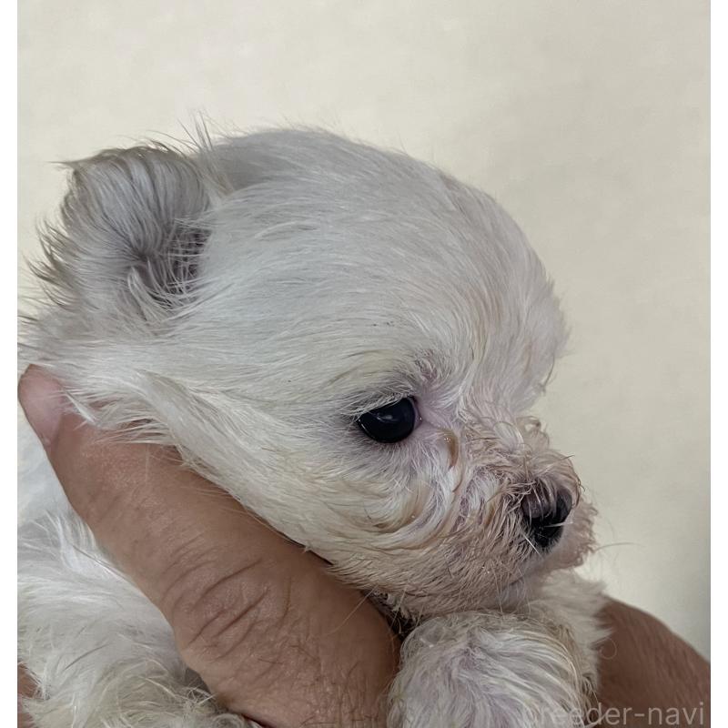 販売中の岡山県のマルチーズ-430378の2枚目