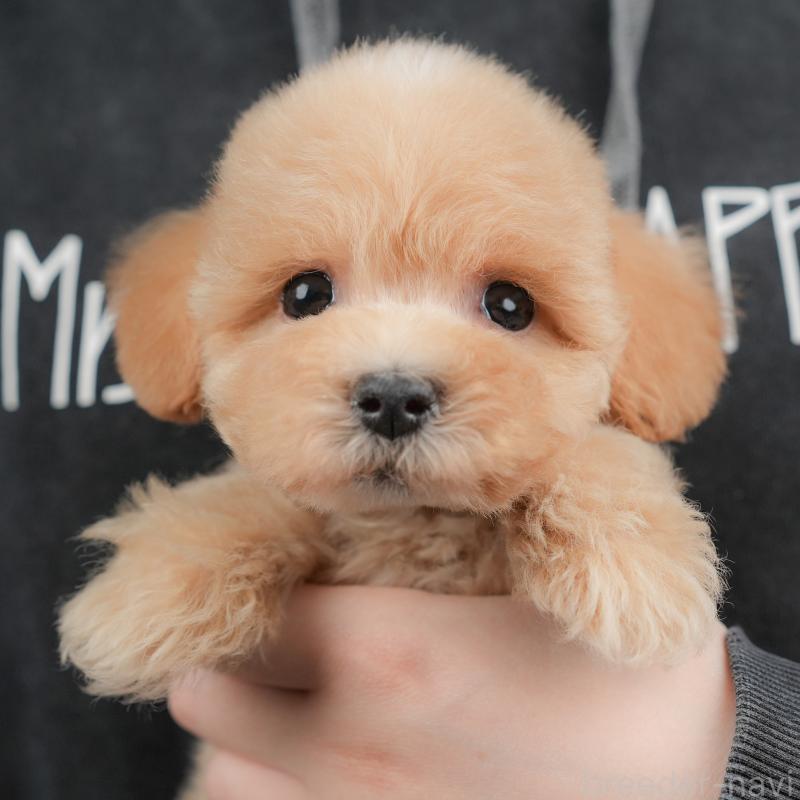 販売中の群馬県のマルプー:マルチーズ×トイプードル-437591