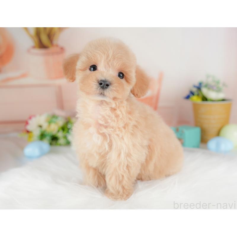 販売中の群馬県のマルプー:マルチーズ×トイプードル-437591の9枚目