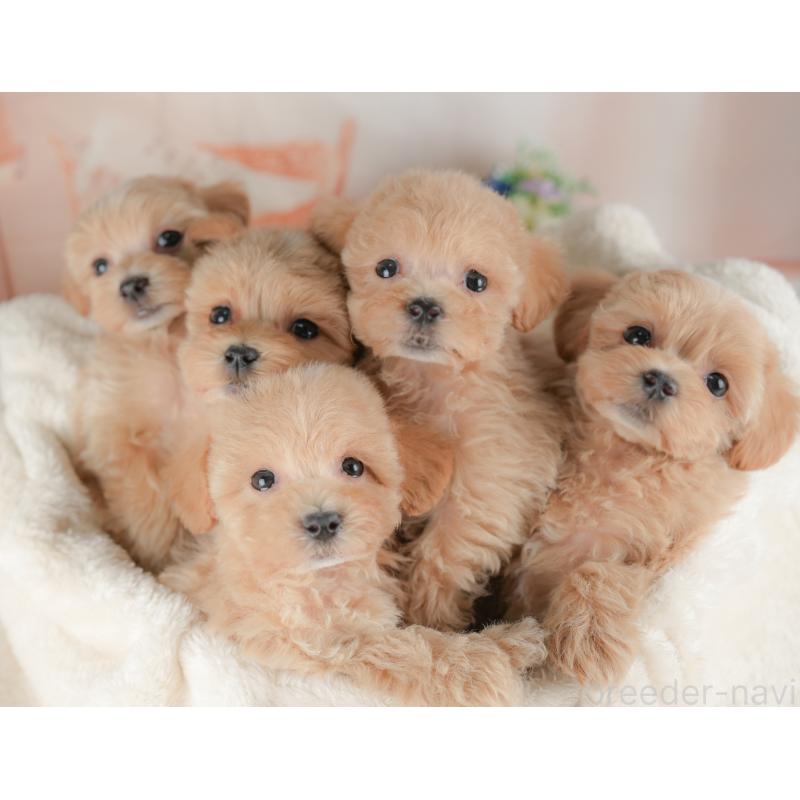 販売中の群馬県のマルプー:マルチーズ×トイプードル-437591の8枚目