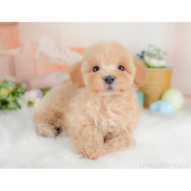 販売中の群馬県のマルプー:マルチーズ×トイプードル-437591の6枚目