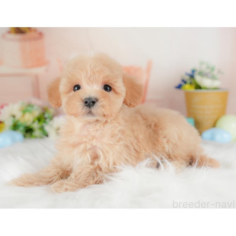 販売中の群馬県のマルプー:マルチーズ×トイプードル-437591の5枚目