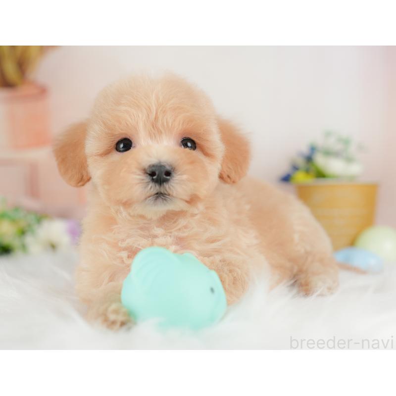 販売中の群馬県のマルプー:マルチーズ×トイプードル-437591の4枚目