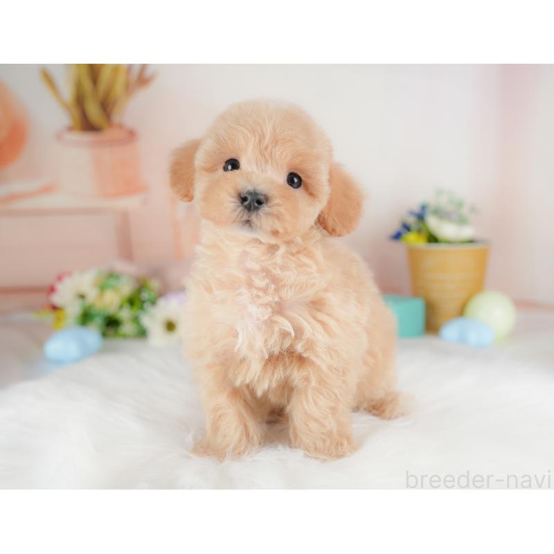 販売中の群馬県のマルプー:マルチーズ×トイプードル-437591の3枚目