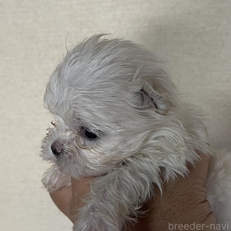 販売中の岡山県のマルチーズ-430377の3枚目