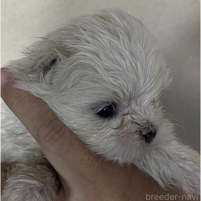 販売中の岡山県のマルチーズ-430377の2枚目