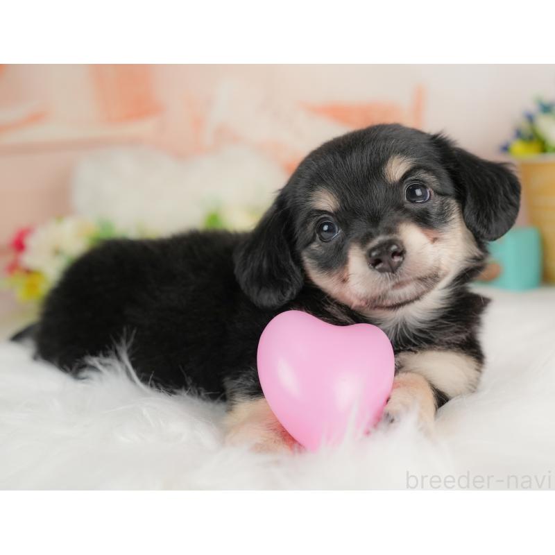 販売中の群馬県のチワックス:チワワ×ミニチュアダックスフンド-437589の8枚目