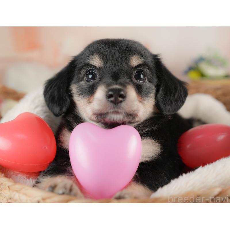 販売中の群馬県のチワックス:チワワ×ミニチュアダックスフンド-437589の7枚目