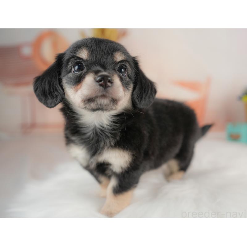 販売中の群馬県のチワックス:チワワ×ミニチュアダックスフンド-437589の6枚目