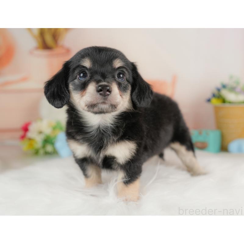 販売中の群馬県のチワックス:チワワ×ミニチュアダックスフンド-437589の5枚目