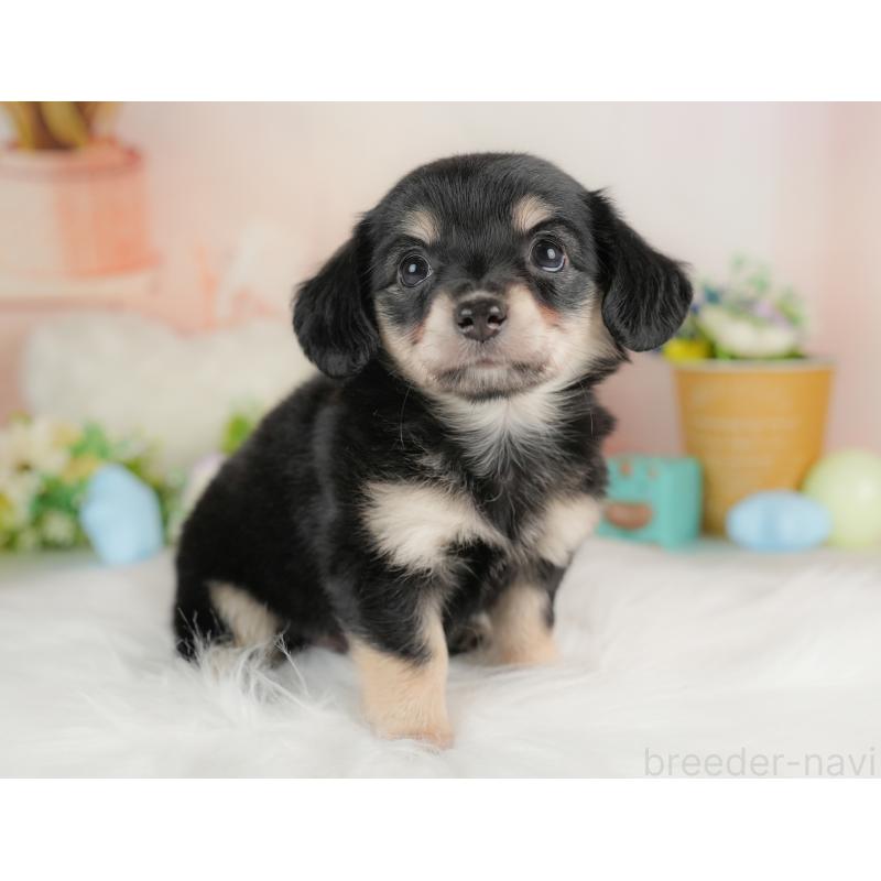 販売中の群馬県のチワックス:チワワ×ミニチュアダックスフンド-437589の4枚目