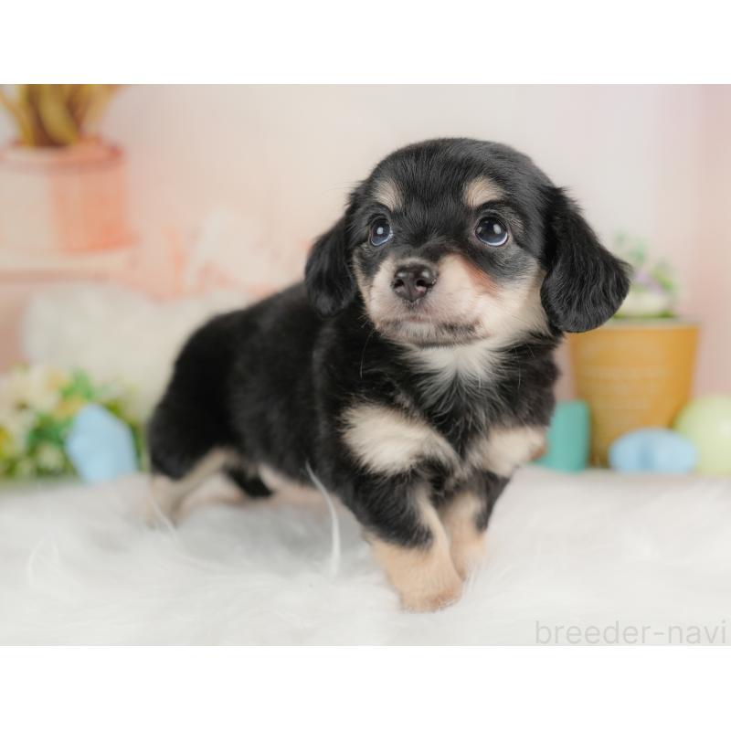 販売中の群馬県のチワックス:チワワ×ミニチュアダックスフンド-437589の3枚目