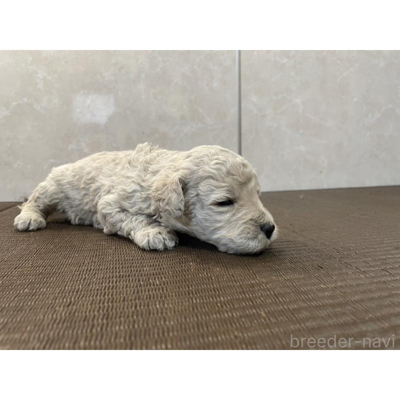 販売中の東京都のゴールデンドゥードル:ゴールデンレトリーバー×プードル-437287の4枚目