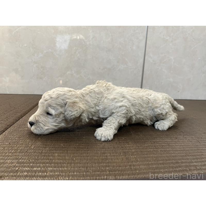 販売中の東京都のゴールデンドゥードル:ゴールデンレトリーバー×プードル-437287の3枚目