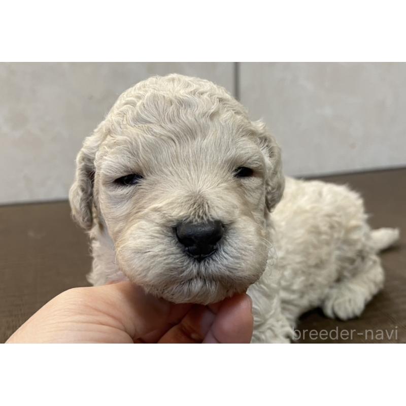 販売中の東京都のゴールデンドゥードル:ゴールデンレトリーバー×プードル-437287の2枚目