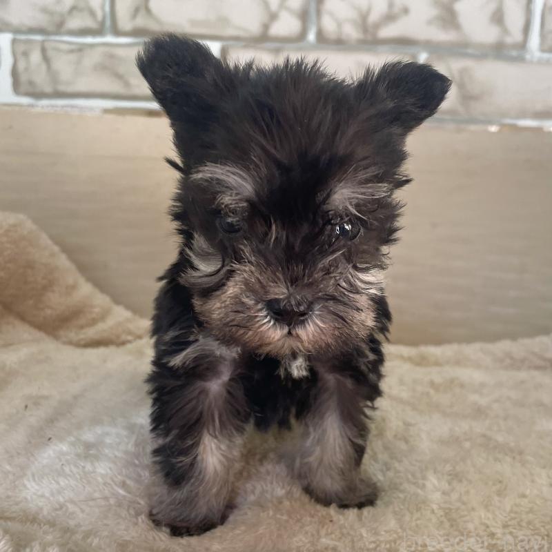 販売中の熊本県のミニチュアシュナウザー-437275の5枚目