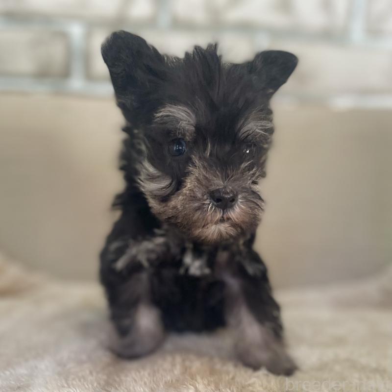 販売中の熊本県のミニチュアシュナウザー-437275の3枚目