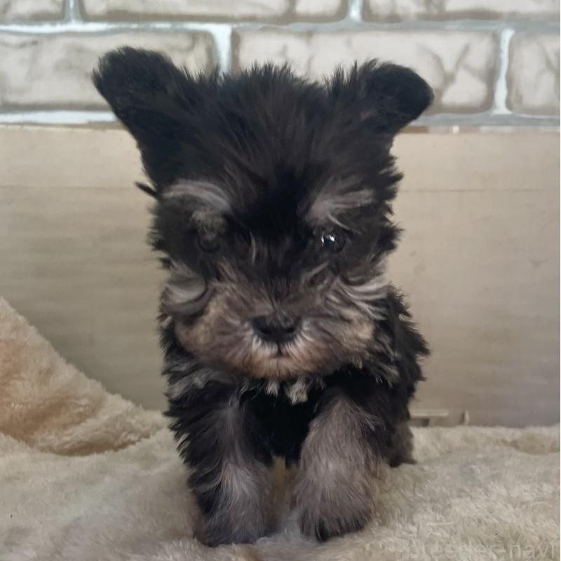 販売中の熊本県のミニチュアシュナウザー-437275の2枚目