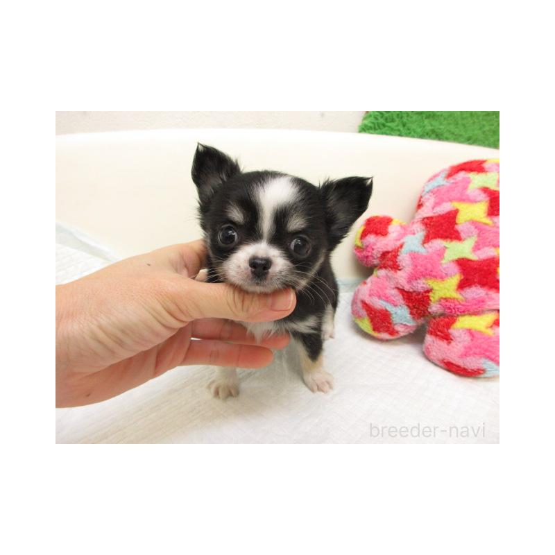 販売中の大阪府のチワワ(ロングコート)-437277